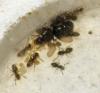 Lasius lasioides reci�n nacida