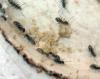 Colonia Lasius lasioides