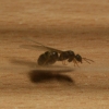 posible lasius lasioide