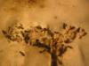 foto de una colonia lasius lasioides