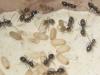 posibles lasius grandis