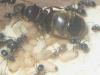 posible lasius grandis