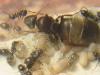 posible lasius grandis