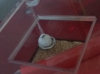 Obrera lasius bebiendo