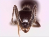 lasius grandis 1