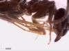 lasius grandis 3