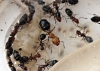 Camponotus Lateralis 2011