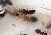Camponotus Lateralis 2011
