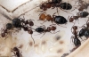 Camponotus Lateralis 2011