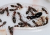 Camponotus Lateralis