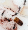 Camponotus Lateralis