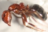 Camponotus lateralis-Escorial