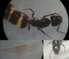 Camponotus sp. 20150907 r MTm.jpg