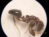 camponotus lateralis