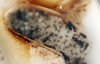 Camponotus Lateralis