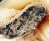 Camponotus Lateralis