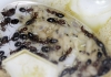 Ampliaci�n Lateralis