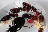 larva te�ida