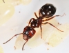 minor de C. lateralis