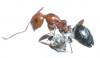camponotus peque�a2
