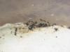 monomorium?
