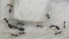 !3 reninas myrmicinae