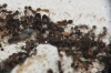 Reinas Monomorium 1
