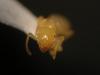Lasius myops