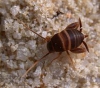 Myrmecophilus acervorum