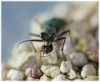 Cicindela