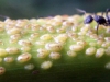 Coccus hesperidum_4