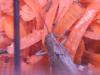 Comiendo zanahoria (Anacridium aegyptium)