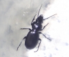 escarabajo