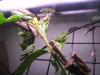 El enjambre (Anacridium aegyptium)