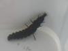 Larva de luci?rnaga