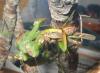 Mantis hembra devorando un grillo mientras copula