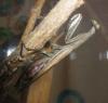 Mantis hembra (variedad marrón)