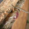 Detalle abdomen Mantis hembra