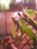 Muda (Anacridium aegyptium)