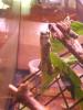 Muda (Anacridium aegyptium)