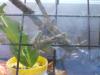 Muda (Anacridium aegyptium)