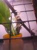 Muda (Anacridium aegyptium)
