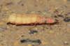 Nyctophila reichii