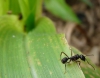 hormiga no identificada 1