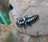 Larva de mariquita