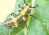 Larva de mariquita