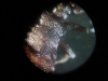 cephalotes thorax