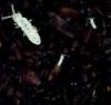 collembola, tisanuro