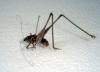 El "peque�o saltamontes"