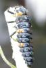 larva de mariquita